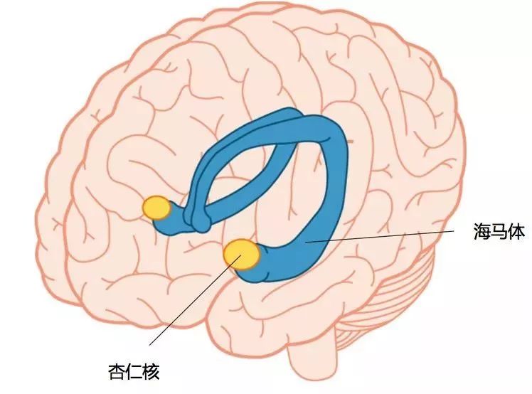 海马体与记忆力